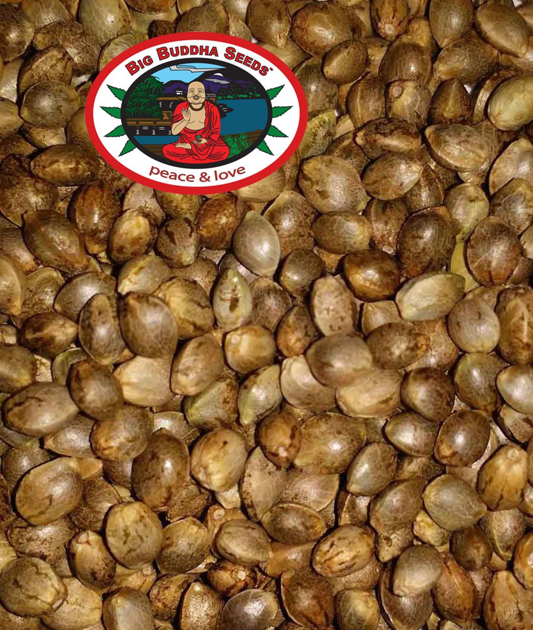 Big Buddha Seeds Intelligent Seeds
