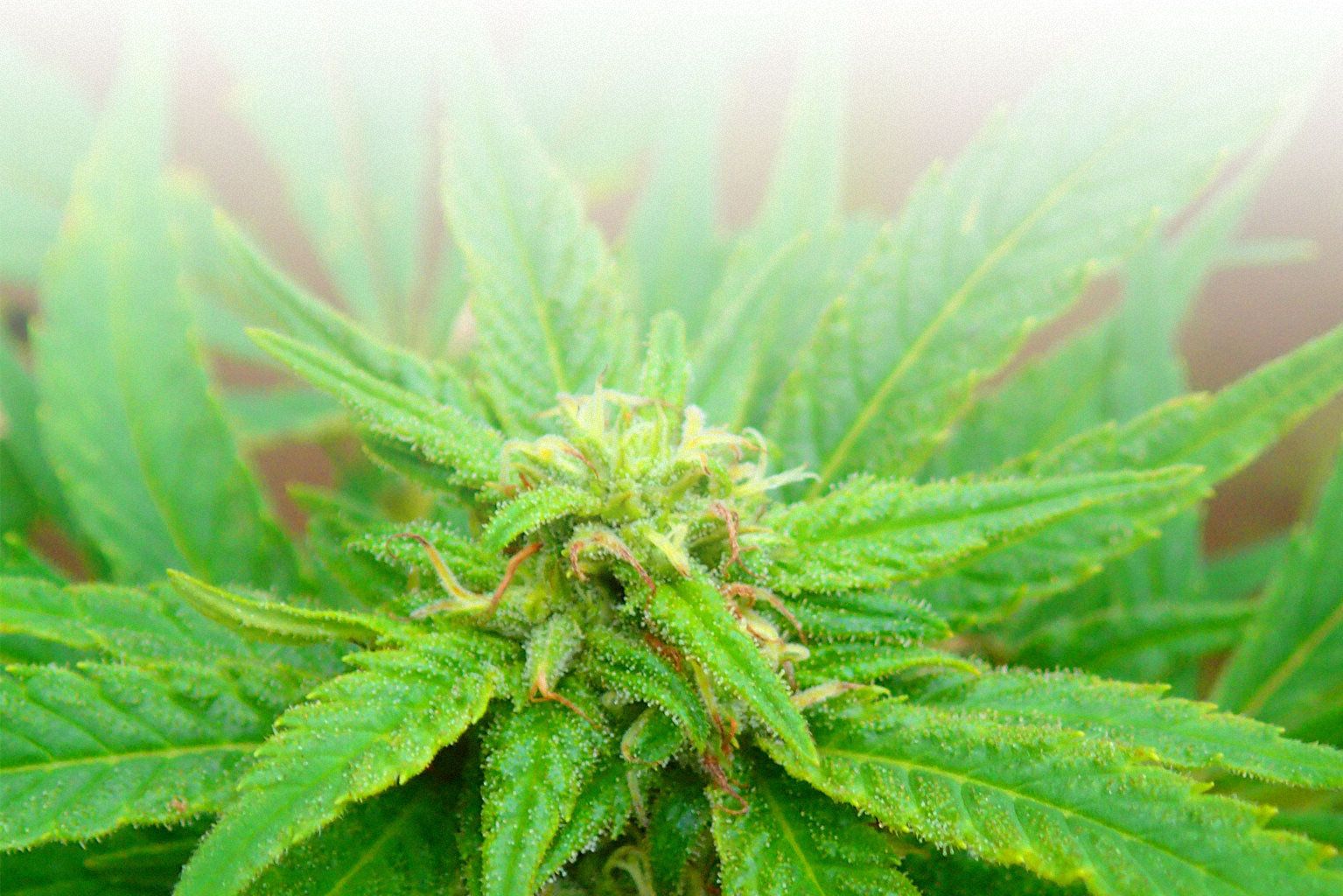 Big Buddha Seeds home