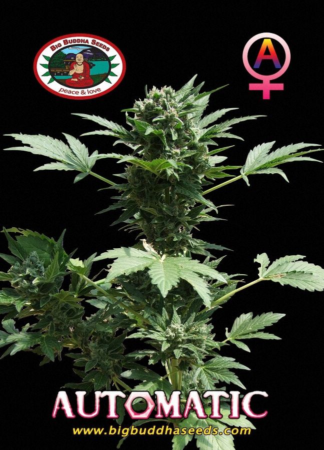 Big Buddha AUTOMATIC