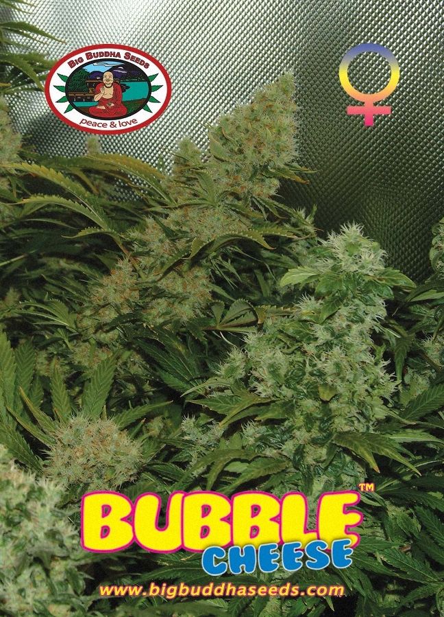 Big Buddha Bubble Cheese ™