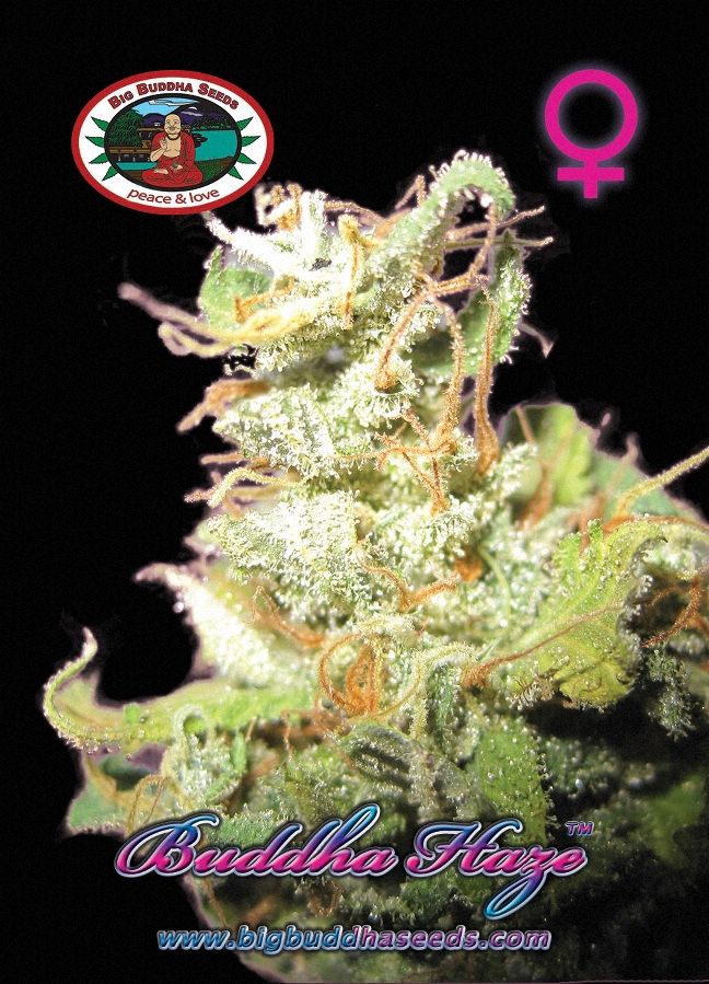 Big Buddha Haze ™