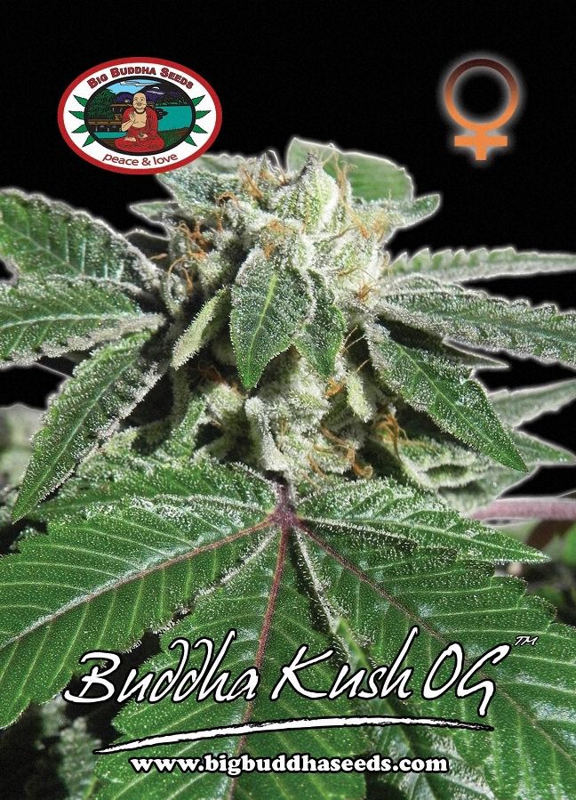 Big Buddha Kush OG ™
