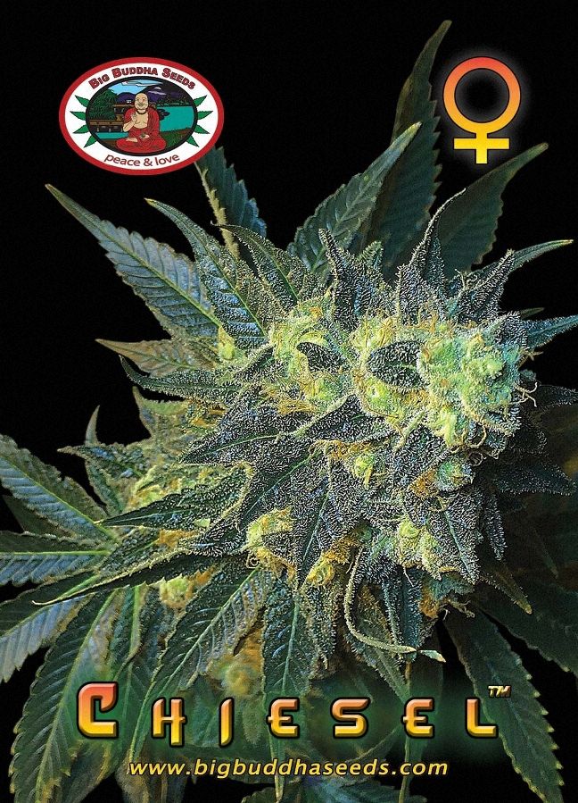 Big Buddha CHIESEL ™