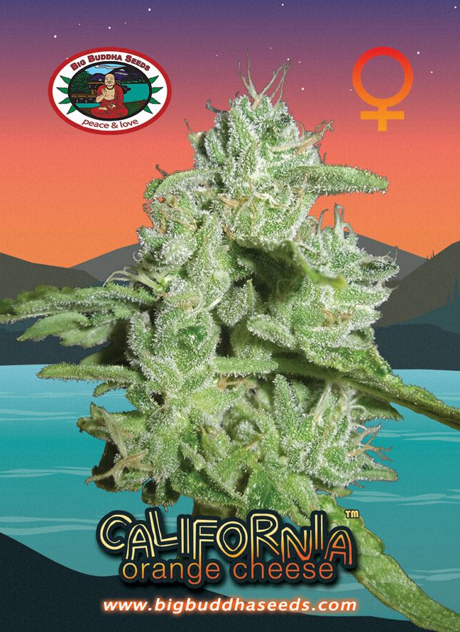 Big Buddha California Orange Cheese™