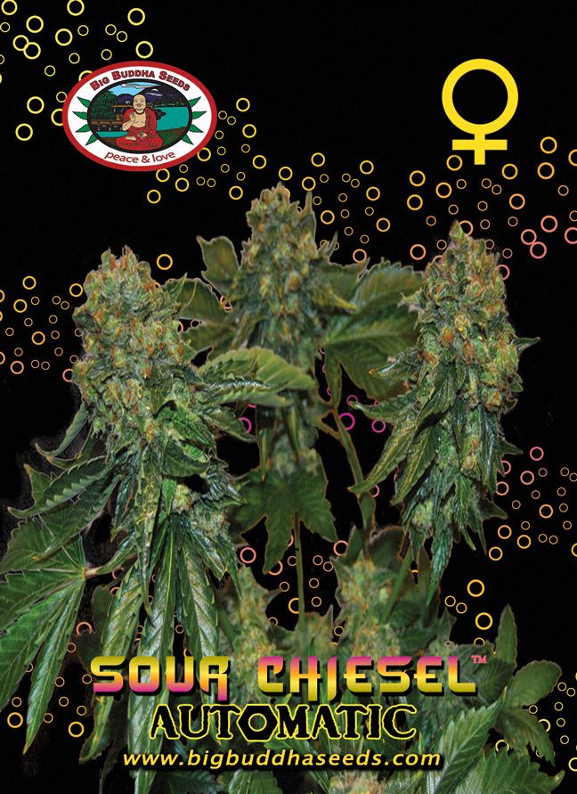 Big Buddha Sour CHIESEL AUTOMATIC ™
