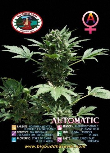 Big Buddha AUTOMATIC