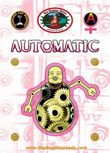 Big Buddha AUTOMATIC