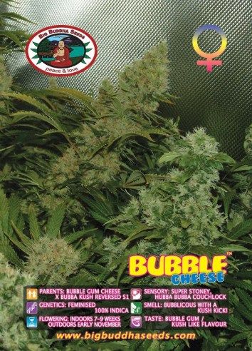 Big Buddha Bubble Cheese ™