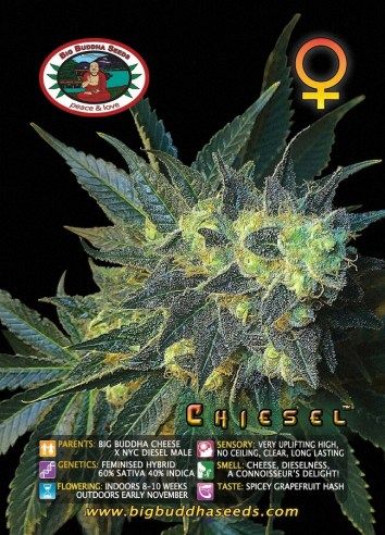 Big Buddha CHIESEL ™
