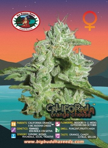 Big Buddha California Orange Cheese™