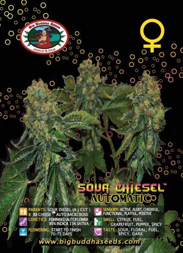 Big Buddha Sour CHIESEL AUTOMATIC ™